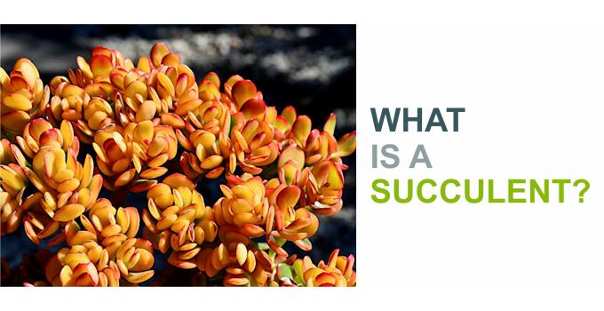 What is a Succulent?