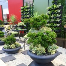 Jade Plant Display