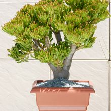 Crassula Argentea Gollum Lady Fingers
