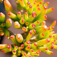 Crassula Argentea Gollum Lady Fingers