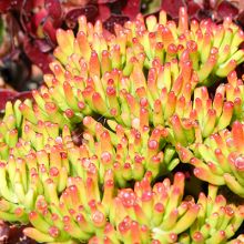 Crassula Argentea Gollum Lady Fingers