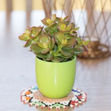 Crassula Ovata Pixie