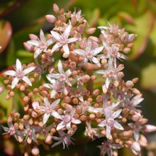 Crassula Ovata