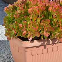 Crassula Ovata