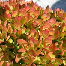 Crassula Ovata