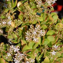 Crassula Ovata Botany Bay