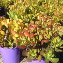 Crassula Ovata Botany Bay