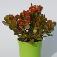 Crassula Ovata Harbour Lights