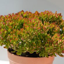 Crassula Ovata Harbour Lights