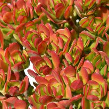 Crassula Ovata Harbour Lights