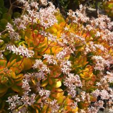 Crassula Ovata Hummel's Sunset