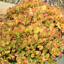 Crassula Ovata Hummel's Sunset