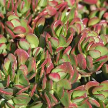 Crassula Ovata Ruby