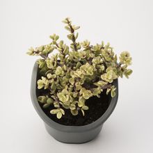 Portulacaria Variegata