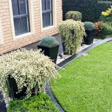 Portulacaria Variegata