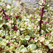 Portulacaria Variegata
