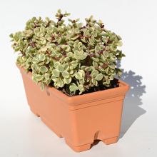 Portulacaria Variegata