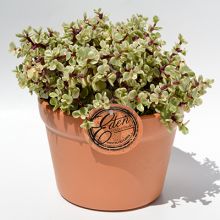 Portulacaria Variegata