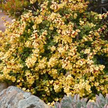 Portulacaria Afra Aurea