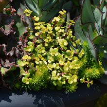Portulacaria Afra Aurea