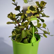 Portulacaria Afra large leaf