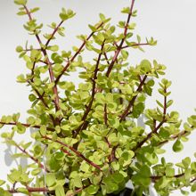 Portulacaria Afra Green Penny