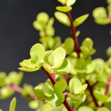Portulacaria Afra Green Penny