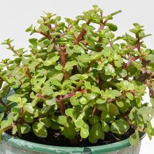 Portulacaria Afra