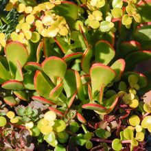 Jade Plants