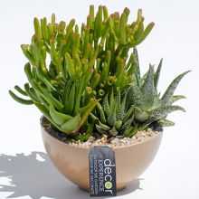 Jade Plant