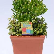 Jade Plant