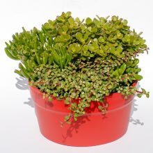 Jade Plant Combination