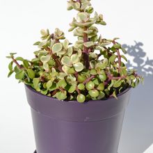 Jade Plant