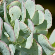 Crassula Arborescens