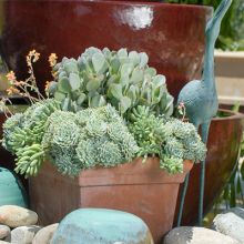 Crassula Arborescens