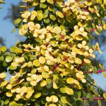 Portulacaria Afra Aurea