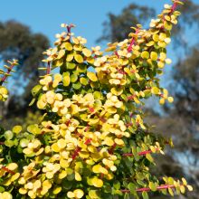 Portulacaria Afra Aurea