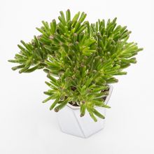 Crassula Ovata Little Jade Tree