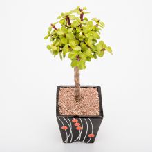 Topiary Style - Portulacaria Afra 