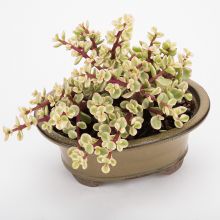 Bonsai Bowl - Portulacaria Afra Variegata