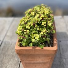 Terracotta Trough - Portulacaria Afra Aurea