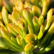 Crassula Ovata Red Coral