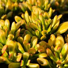 Crassula Ovata Red Coral