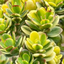 Crassula Ovata Crosby Red Variegata