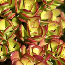 Crassula Ovata Crosby Red