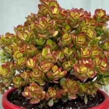 Crassula Ovata Crosby Red