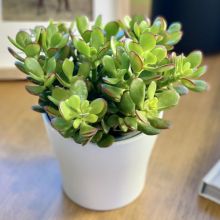 Crassula Ovata Crosby Red