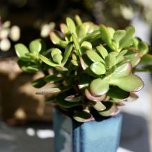 Crassula Ovata Crosby Red