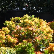 Crassula Ovata Hummel's Sunset