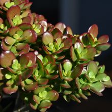 Crassula Ovata Pixie